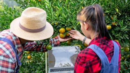 les micropousses de Alma Farms